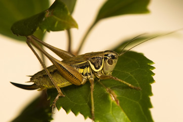 Grasshopper