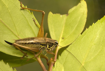 Fototapeta premium Grasshopper