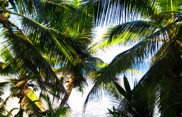 Sunshine Dream Coconut