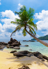 Scene Coconut Beach