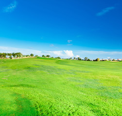 Grass Fields Of Green
