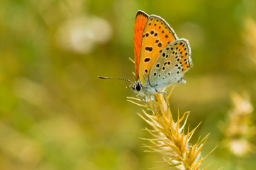 Orange butterfly with spotted wings having a short stop.
