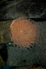 Pink Anemony © Bill