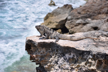 Iguana on the rocks. Mexico