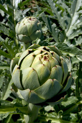 Obraz premium Artischocken