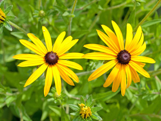 Gelber Sonnenhut - Rudbeckia fulgida