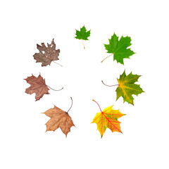 life cycle of leaf