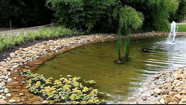 bassin de jardin aquatique