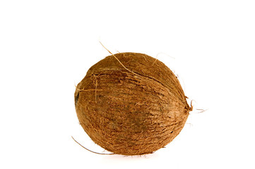 a coconut