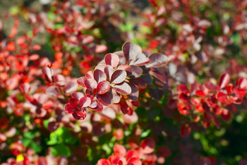 European barberry (Berberis vulgaris var. atro-purpurea)