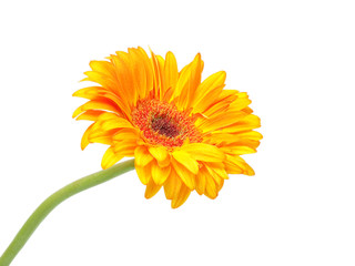 gerber flower isolated on white background