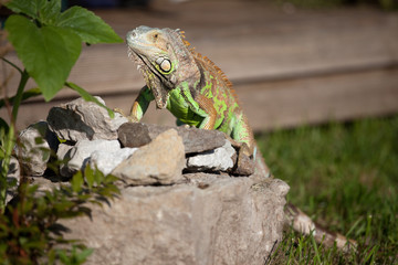 Green Iguana