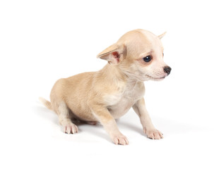 Funny puppy Chihuahua poses