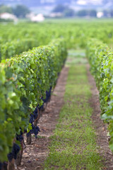 Fototapeta na wymiar Winorośl, winnica, wino, winogrona, uprawa winorośli, enologii w Bordeaux