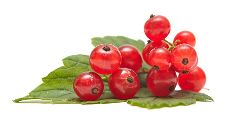 Red Currant close up