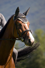 Obraz premium cavallo