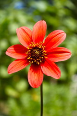 Red Flower