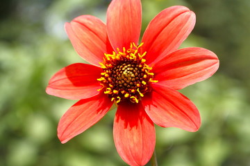 Red Flower II