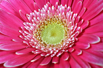 Pink gerbera