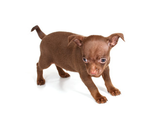 chihuhua puppy on the white background