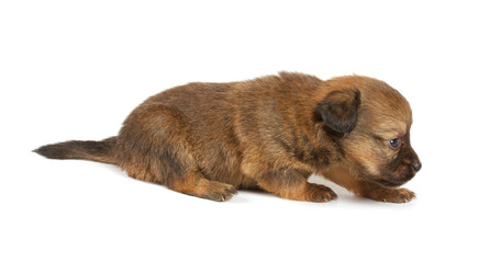 Obraz premium Funny puppy Chihuahua poses