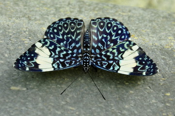Obraz premium The Red Cracker Butterfly