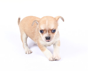 small chihuahua puppy