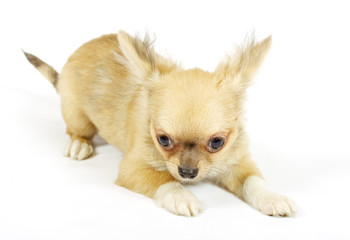 small chihuahua puppy