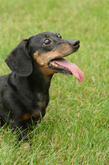 Black and Tan Short Haired Dachshund