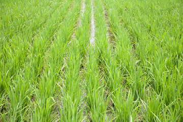 rice field