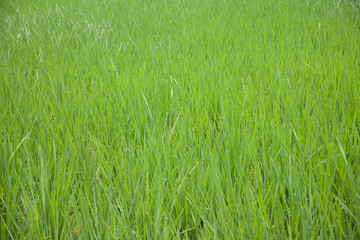 rice field