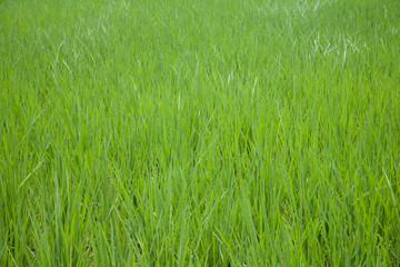 rice field