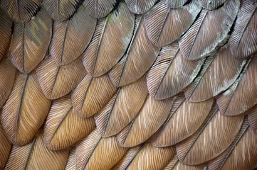 Foto auf Acrylglas Texturen Adlerfedern