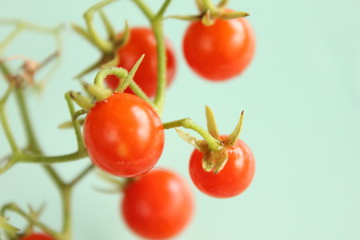 マイクロトマト