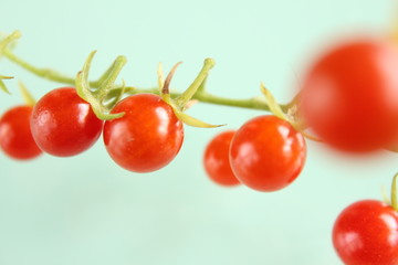 マイクロトマト