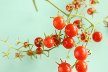 マイクロトマト