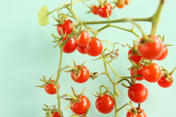 マイクロトマト