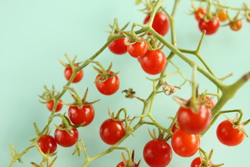 マイクロトマト