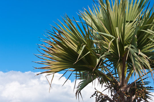 latanier Réunion, palmier endémique, Latania lontaroides