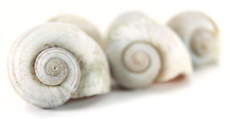 Close up row of nautilus shell.