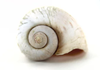 Poster Close up nautilus shell shot on white background. © iamnao