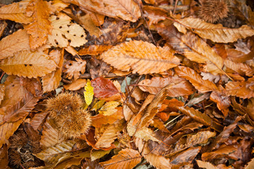 autumn texture