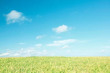 Rolgordijnen 草原と空 © siro46