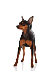 miniature pinscher