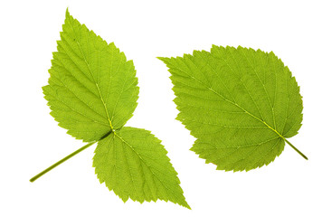 raspberry leaf  isolated on white