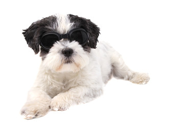 malteser shi-tzu