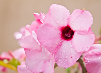 Floral background. Tropical flower Pink Adenium.