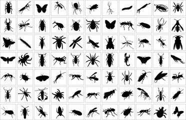 collection of bugs - vector - obrazy, fototapety, plakaty