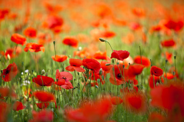 Roter Mohn