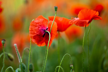 Roter Mohn